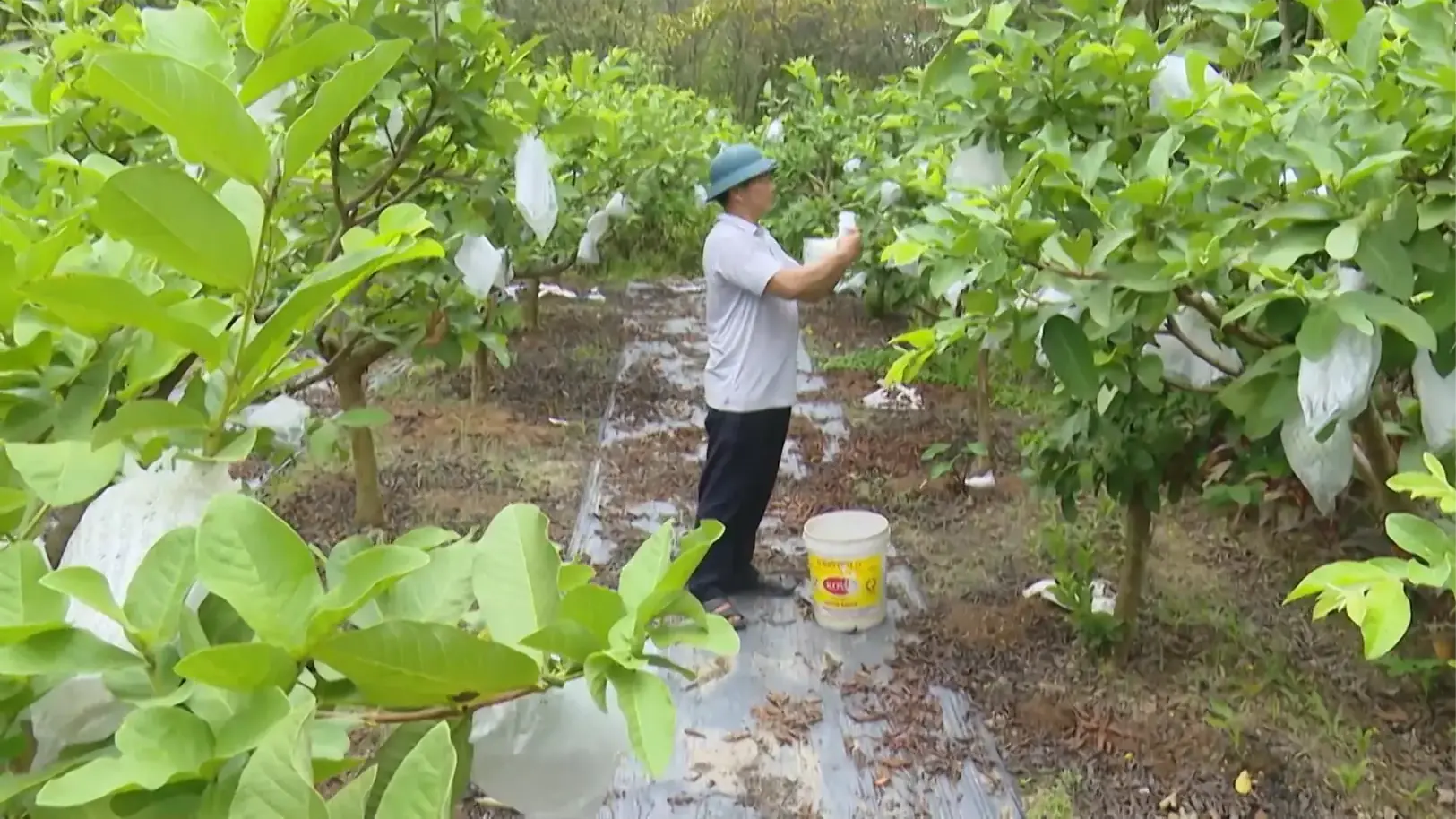 Nông nghiệp sinh thái - Bước chuyển mình của xã Phúc Thọ | Nông nghiệp nông thôn | 15/08/2025